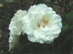 �z���C�g�@���C�f�B�����h