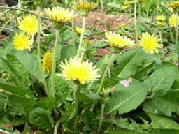 �X�J�[���b�g���C�f�B�����h