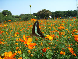 �L�o�i�R�X���X