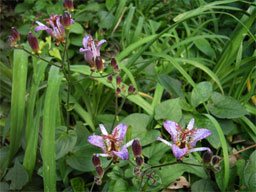 ���}�z�g�g�M�X