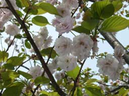 ���d�g�哇