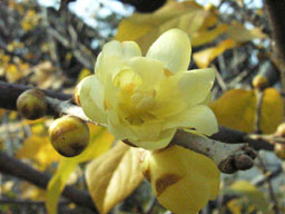 �\�V�����E�o�C