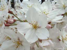 �\���C���V�m