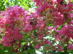 �T���X�x��