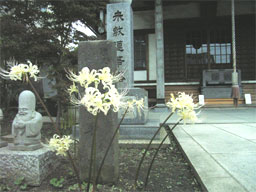 �V���o�i�q�K���o�i