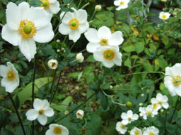 �V���E���C�M�N