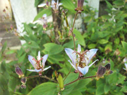 �z�g�g�M�X