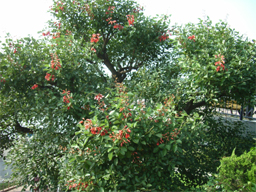 �A�����J�f�C�S