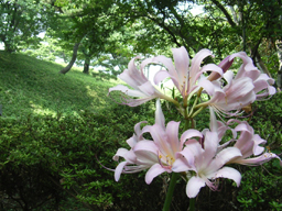 �i�c�X�C�Z��