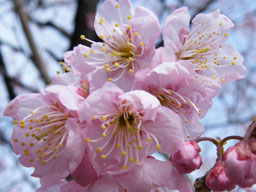 �c�o�L�J���U�N��