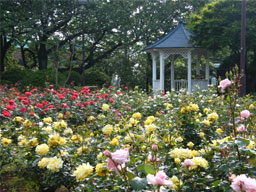 ���[�Y�K�[�f��