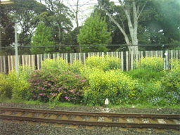 ��ʃ��J�w�؂̉�