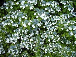 �K�N�A�W�T�C