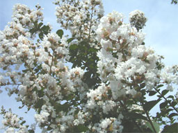 �T���X�x��