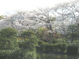 ���c����