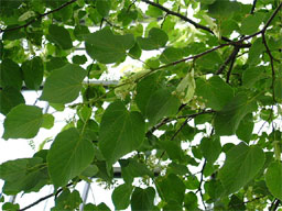 �Z�C���E�{�_�C�W��