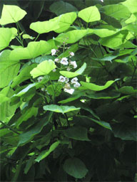 �n�i�L�T�T�Q