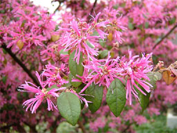 �x�j�o�i�g�L���}���T�N