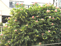 �x�j�o�i�g�`�m�L