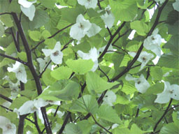 �n���J�`�m�L