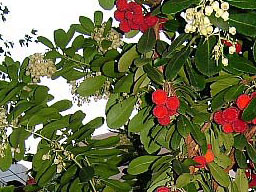 �C�`�S�m�L