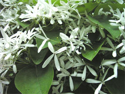 �i���W�������W��