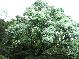 �i���W�������W��