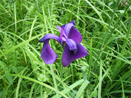 �m�n�i�V���E�u