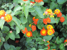 �����^�i