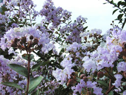 �T���X�x��