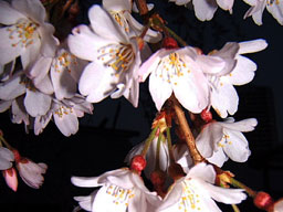 �}����(�Z�g�_��)