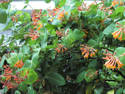 �c�L�k�L�����h�E