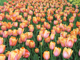 �`���[���b�v