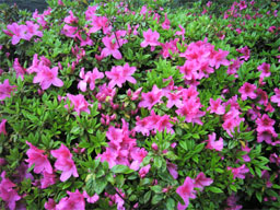 ���˃c�c�W