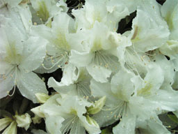 �����c�c�W