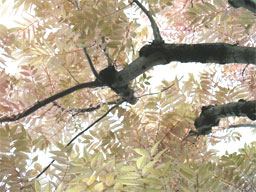 �`�����`���i�������j