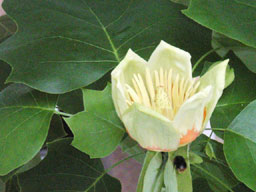 �����̖�