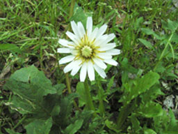 ���ԃ^���|�|