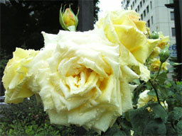 ���[�Y���R�n�}