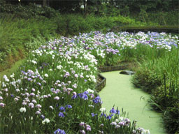 �n�i�V���E�u