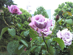 �V�������E�h�S�[��