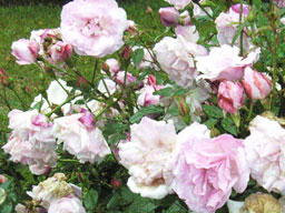 �R�E�V���o��