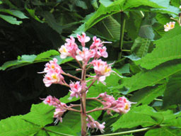 �x�j�o�i�g�`�m�L