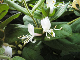 �X�C�J�Y��