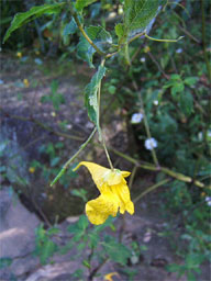 �L�c���t�l�\�E