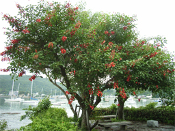 �J�C�R�E�Y