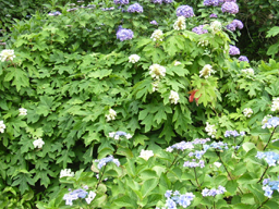 ���c����