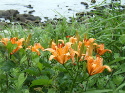 �X�J�V����