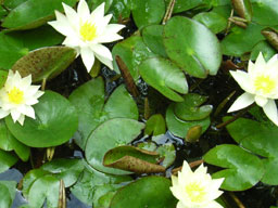 �G�]�m�q�c�W�O�T