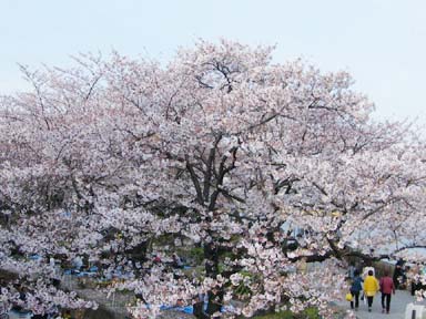 ���c����